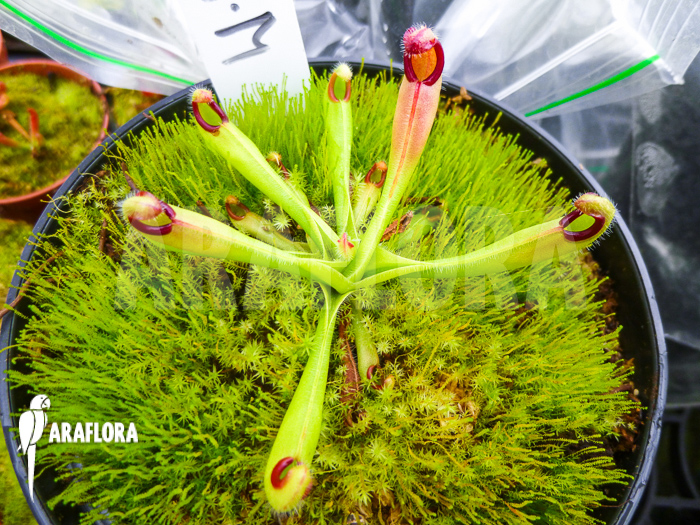 Heliamphora macdonaldae example sold