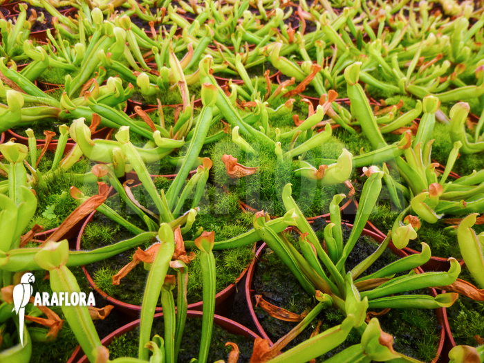 Heliamphora nutans Starter