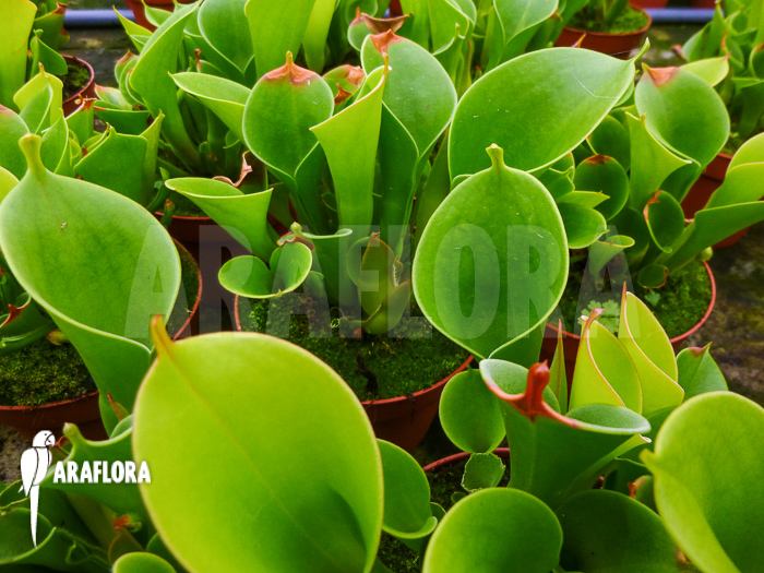 Heliamphora x heterodoxa x minor ‘L’