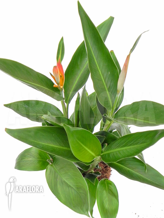 Heliconia psittacorum Starter