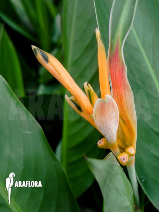 Heliconia psittacorum Starter