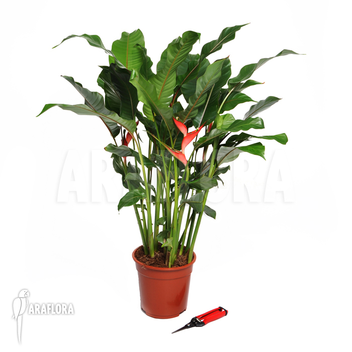 Heliconia stricta ‘Olympic flame’