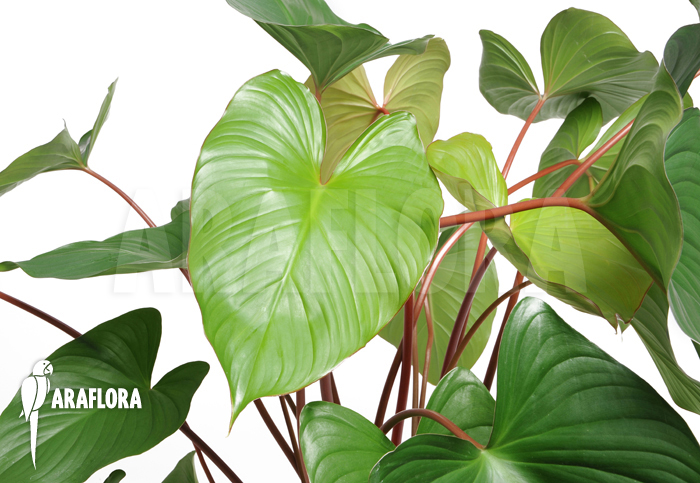 Homalomena x ‘Maggy’