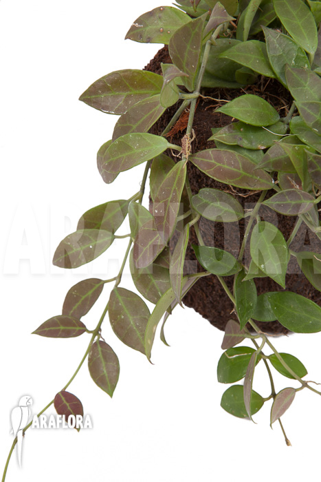 Hoya ‘Rebecca’ ‘starter’