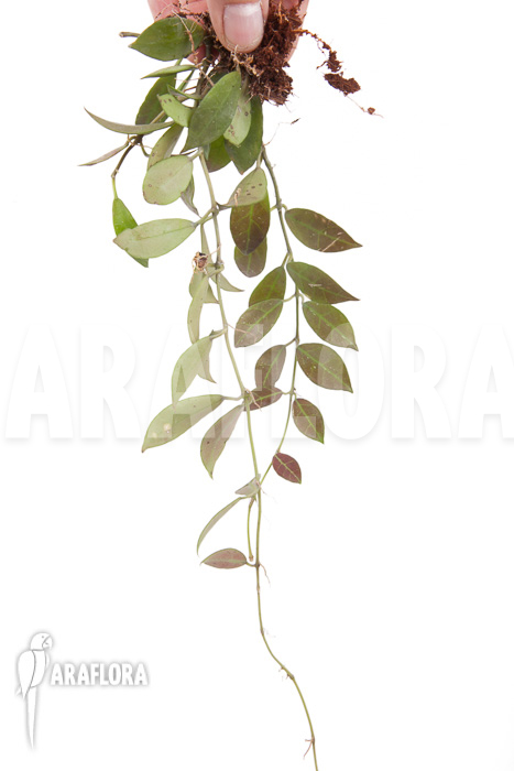 Hoya ‘Rebecca’ ‘starter’