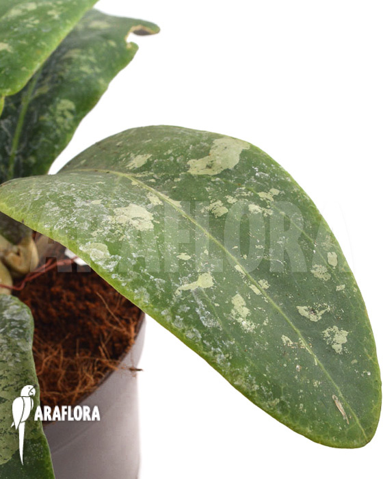 Hoya aff Rintzii Borneo H1 ‘leafcutting’