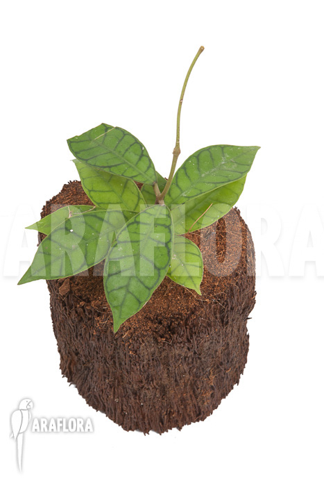 Hoya callistophylla ‘L’