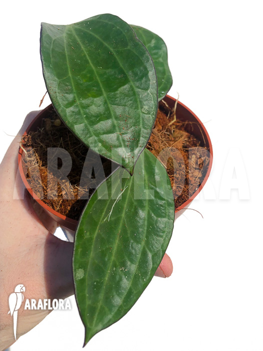 Hoya clandestina ‘leafcutting’