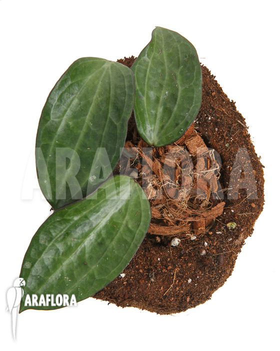 Hoya clandestina ‘leafcutting’