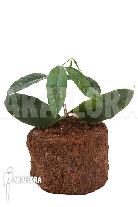 Hoya danumensis ‘L’