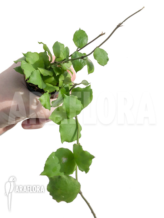 Hoya endauensis ‘leafcutting’