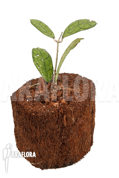 Hoya finlaysonii Rp099