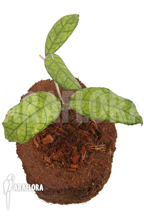 Hoya finlaysonii Rp099