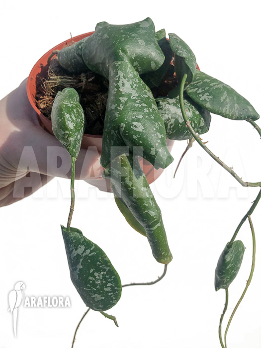 Hoya imbricata  ‘leafcutting’
