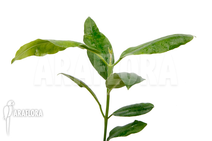 Hoya imperalis ‘Red’