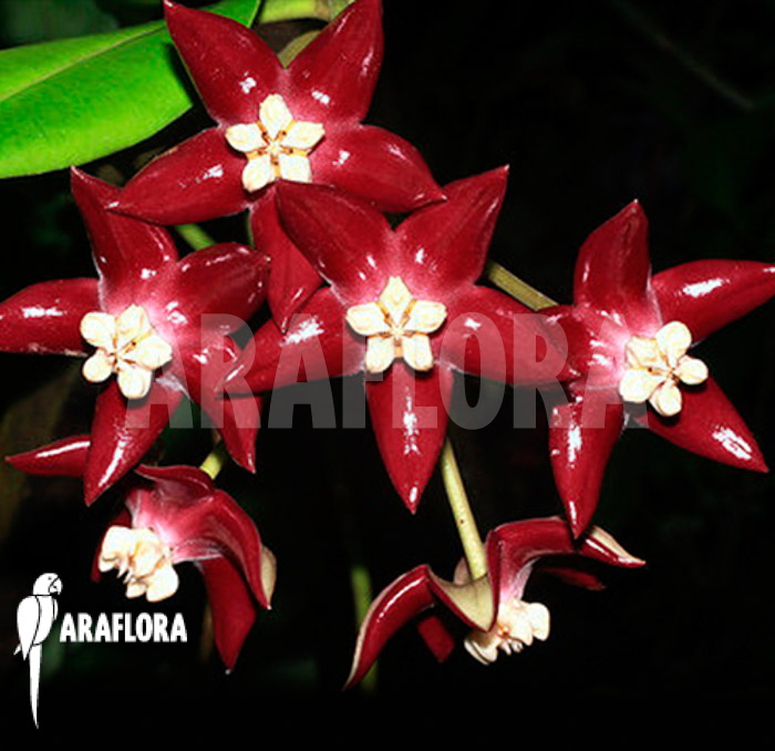 Hoya imperalis ‘Red’ flower