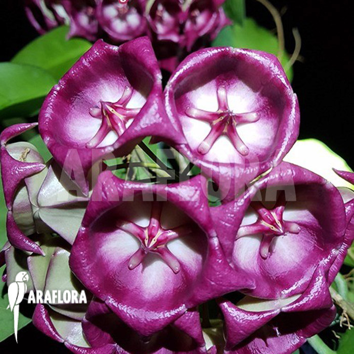 Hoya kaimuki ‘Red’