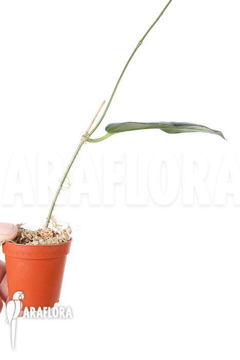 Hoya kaimuki ‘Red’