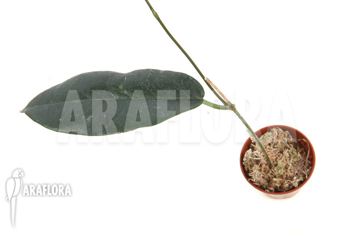 Hoya kaimuki ‘Red’