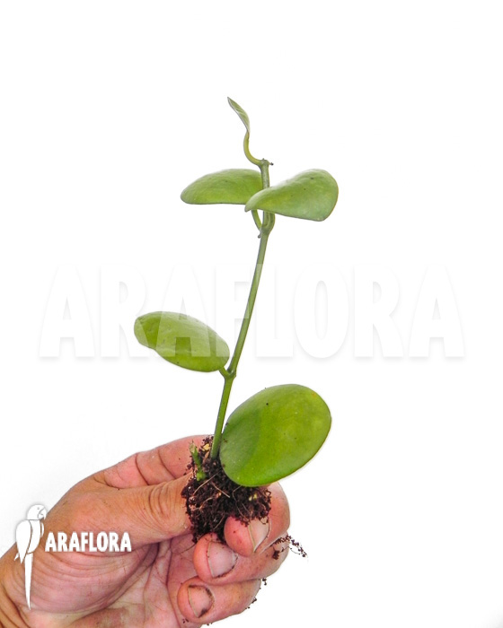 Hoya-kastbergii-starter-2