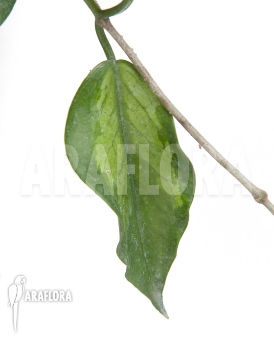 Hoya-kenejiana-albomarginata-6