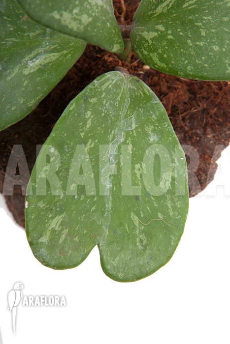 Hoya kerrii ‘Splash’