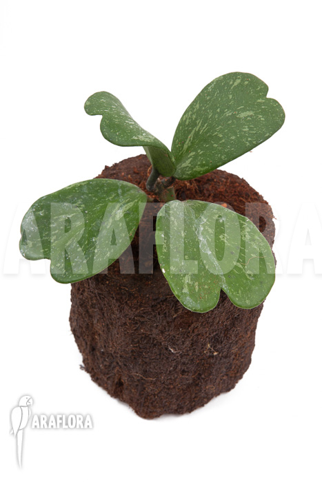 Hoya kerrii ‘Splash’