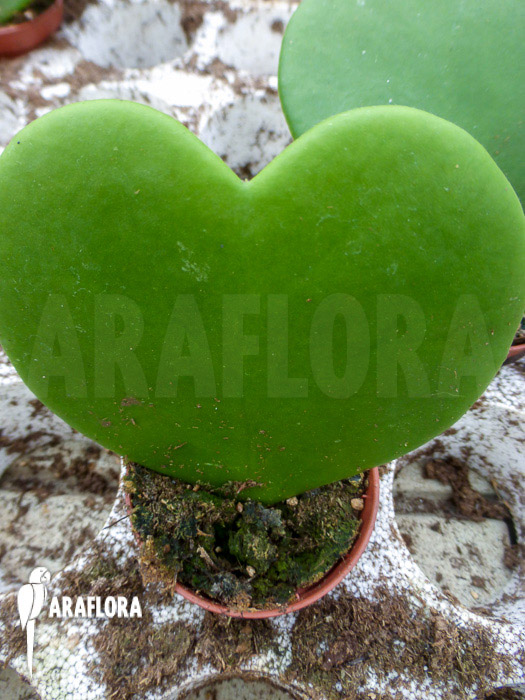 Hoya kerrii ‘Starter’