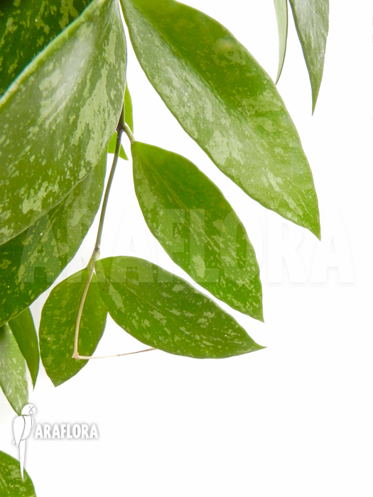 Hoya memoria Fomerly gracilis