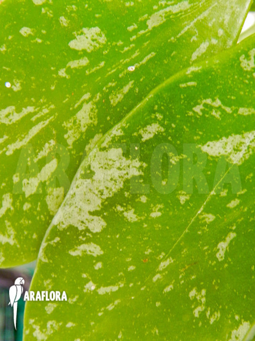 Hoya memoria Fomerly gracilis