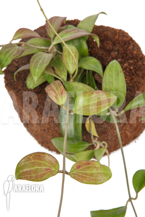 Hoya merrillii long leaf ‘L’