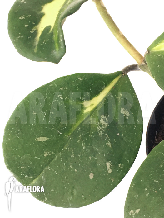 Hoya obovata variegated ‘Splash’