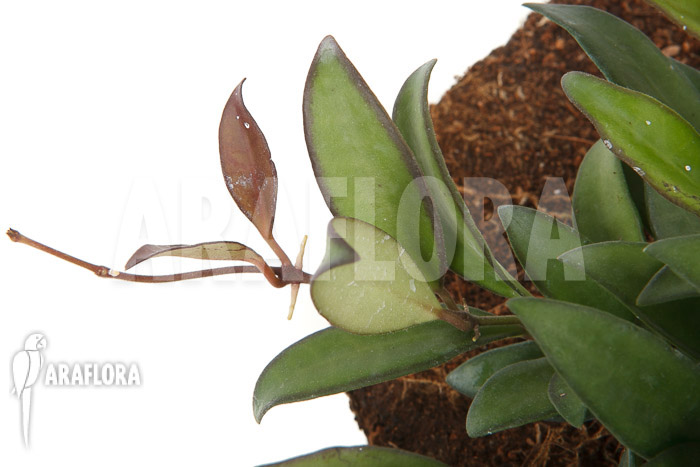 Hoya ‘Rosita’ ( wayetii x tsangii)