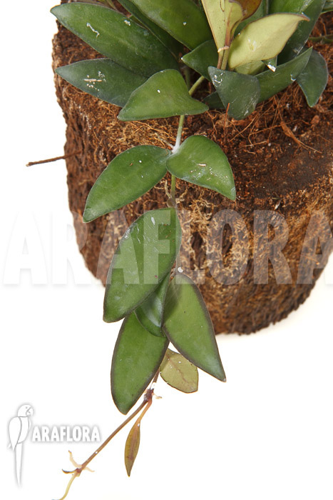 Hoya ‘Rosita’ ( wayetii x tsangii)