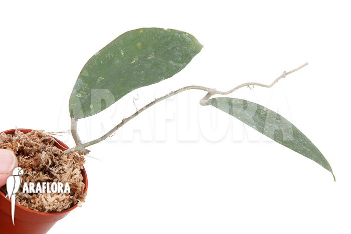 Hoya species ‘UT 168’