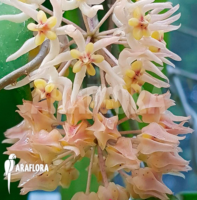 Hoya species ‘UT 168’ flower