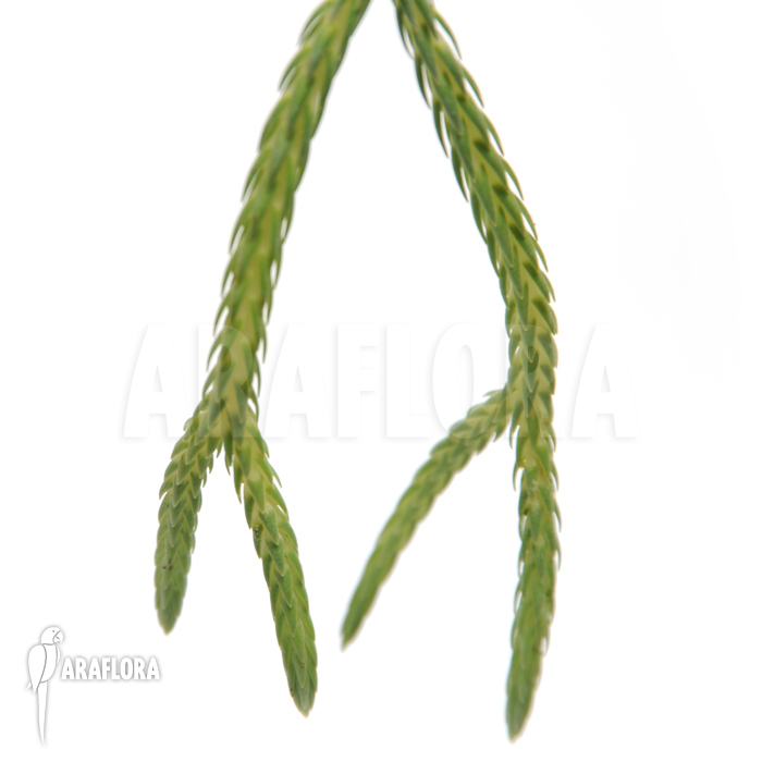 Huperzia ‘Lycopodium’ carinata