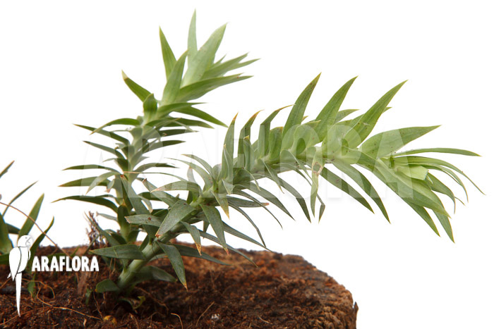 Huperzia ‘Lycopodium’ goebelii ‘S’