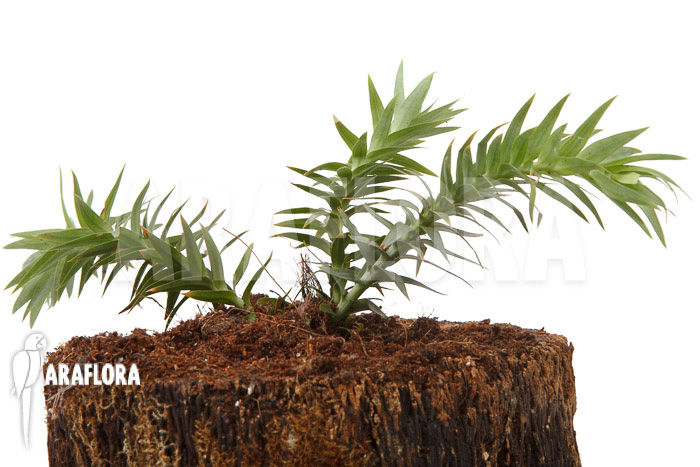 Huperzia ‘Lycopodium’ goebelii ‘S’
