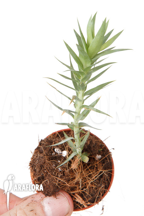 Huperzia ‘Lycopodium’ goebelii Starter