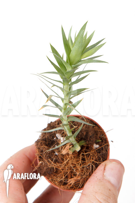 Huperzia ‘Lycopodium’ goebelii Starter