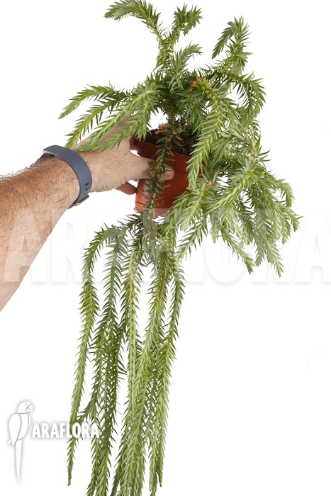 Huperzia ‘Lycopodium’ goebelii  ‘XXL’