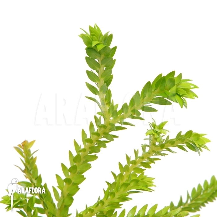 Huperzia ‘Lycopodium’ phlegmaria