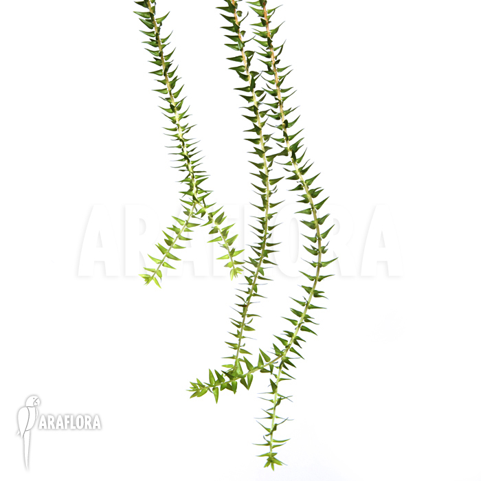 Huperzia ‘Lycopodium’ phlegmaria’L’