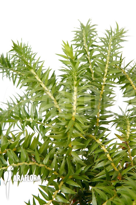 Huperzia ‘Lycopodium’ phlegmaria ‘XL’