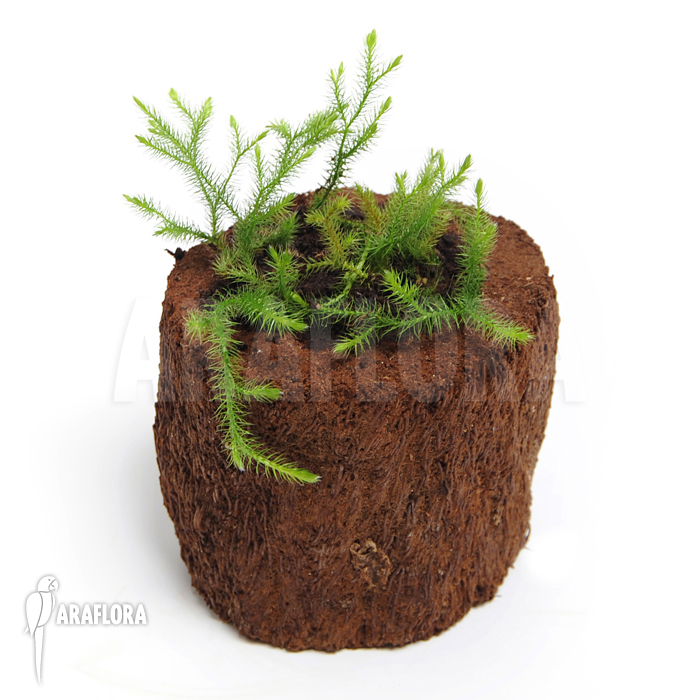 Huperzia ‘Lycopodium’ pinifolia