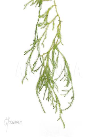 Huperzia ‘Lycopodium’ pinifolia ‘Small’