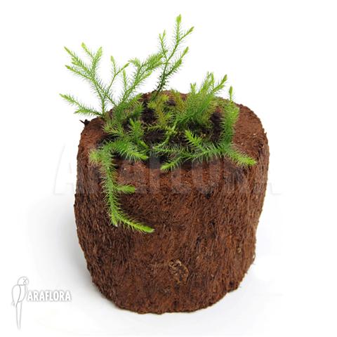 Huperzia ‘Lycopodium’ pinifolia ‘Small’