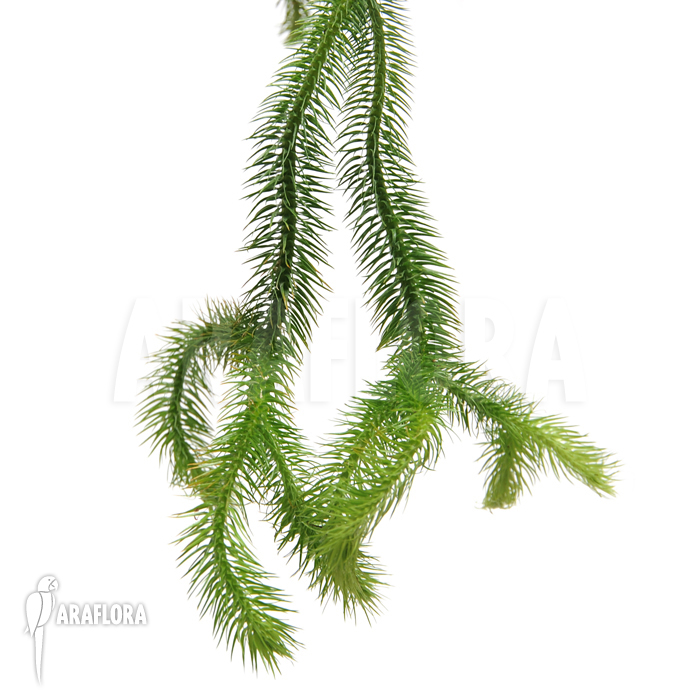Huperzia ‘Lycopodium’ squarrosum