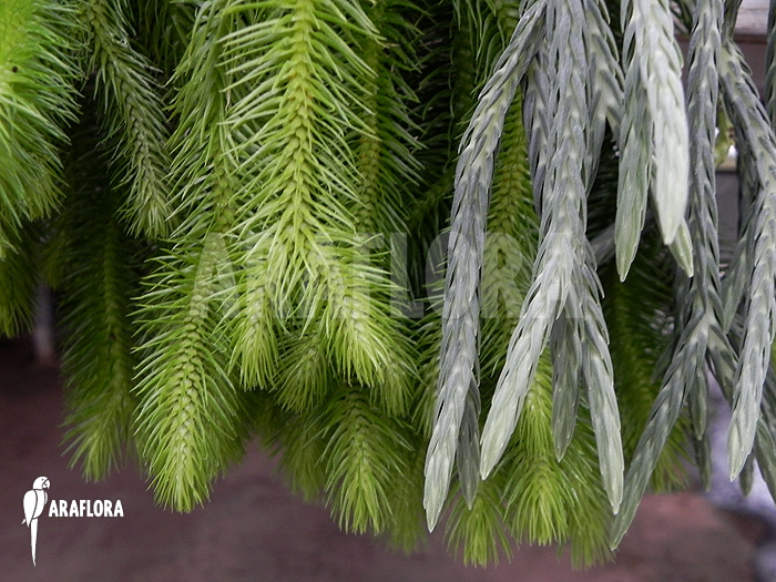 Difference between Huperzia ‘Lycopodium’ squarrosum and Huperzia carinat